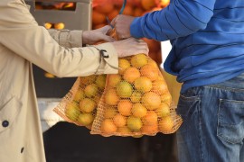 Katastrofalan pad proizvodnje voća u Hrvatskoj