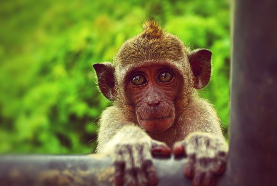 Ukrao majmune iz zoo vrta pa ih prevezao gradskim prevozom