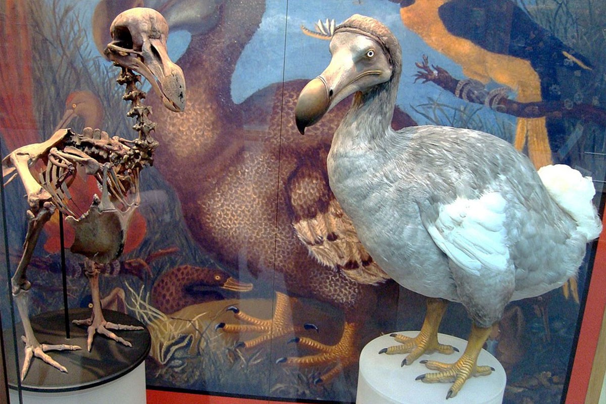 Naučnici korak bliže oživljavanju ptice izumrle u 17. vijeku