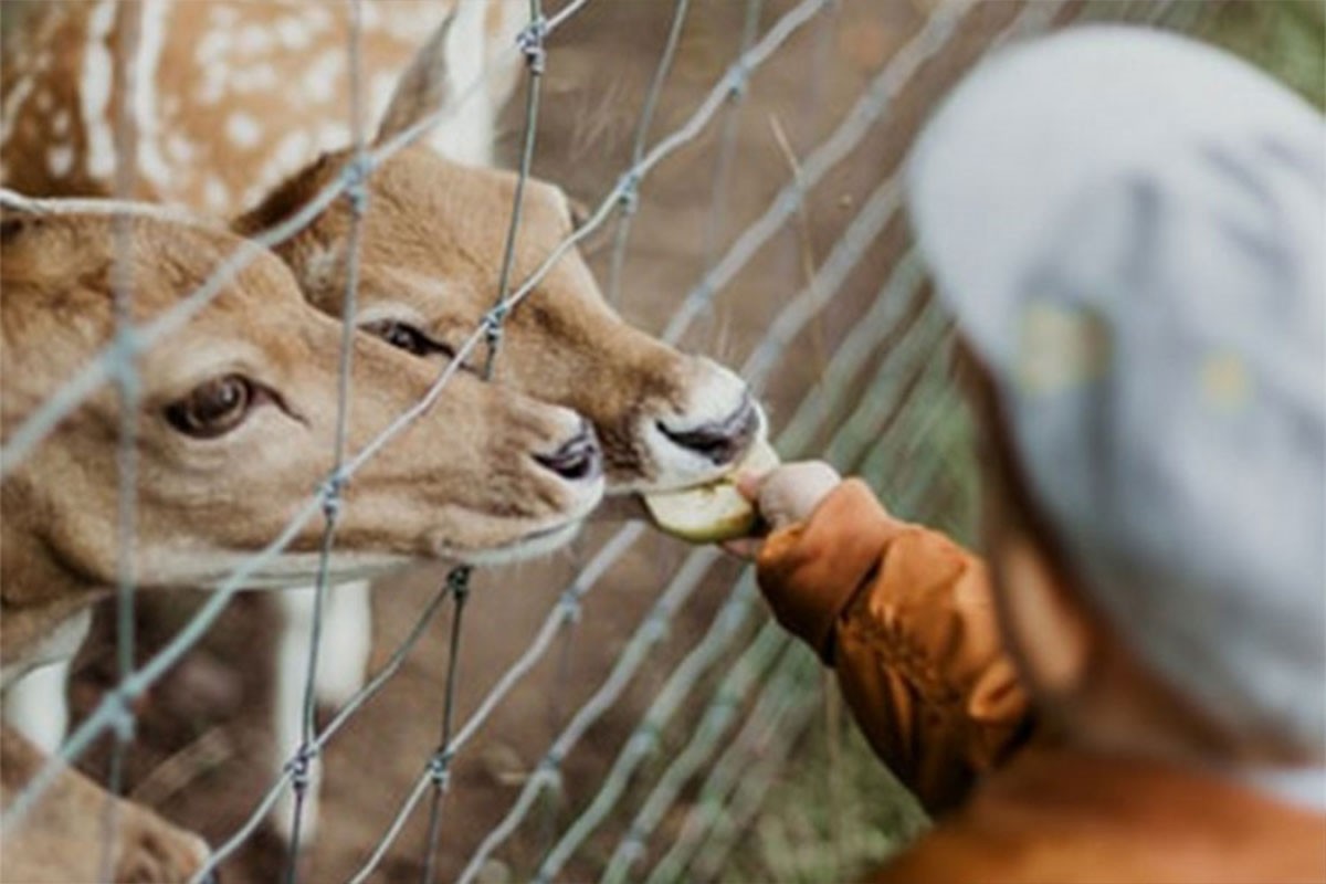 Šapić otkrio kada se zoo vrt seli na Adu Safari