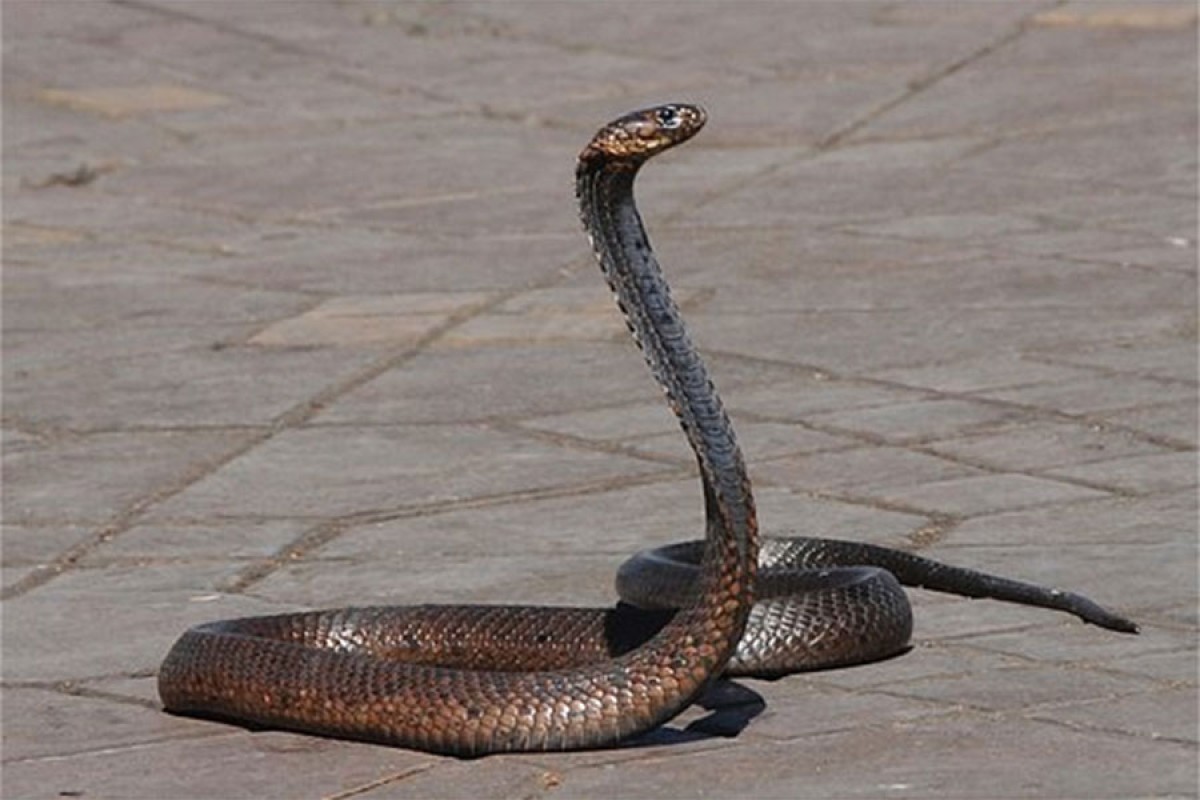 Narodno vjerovanje: Šta znači ako ste sanjali zmiju