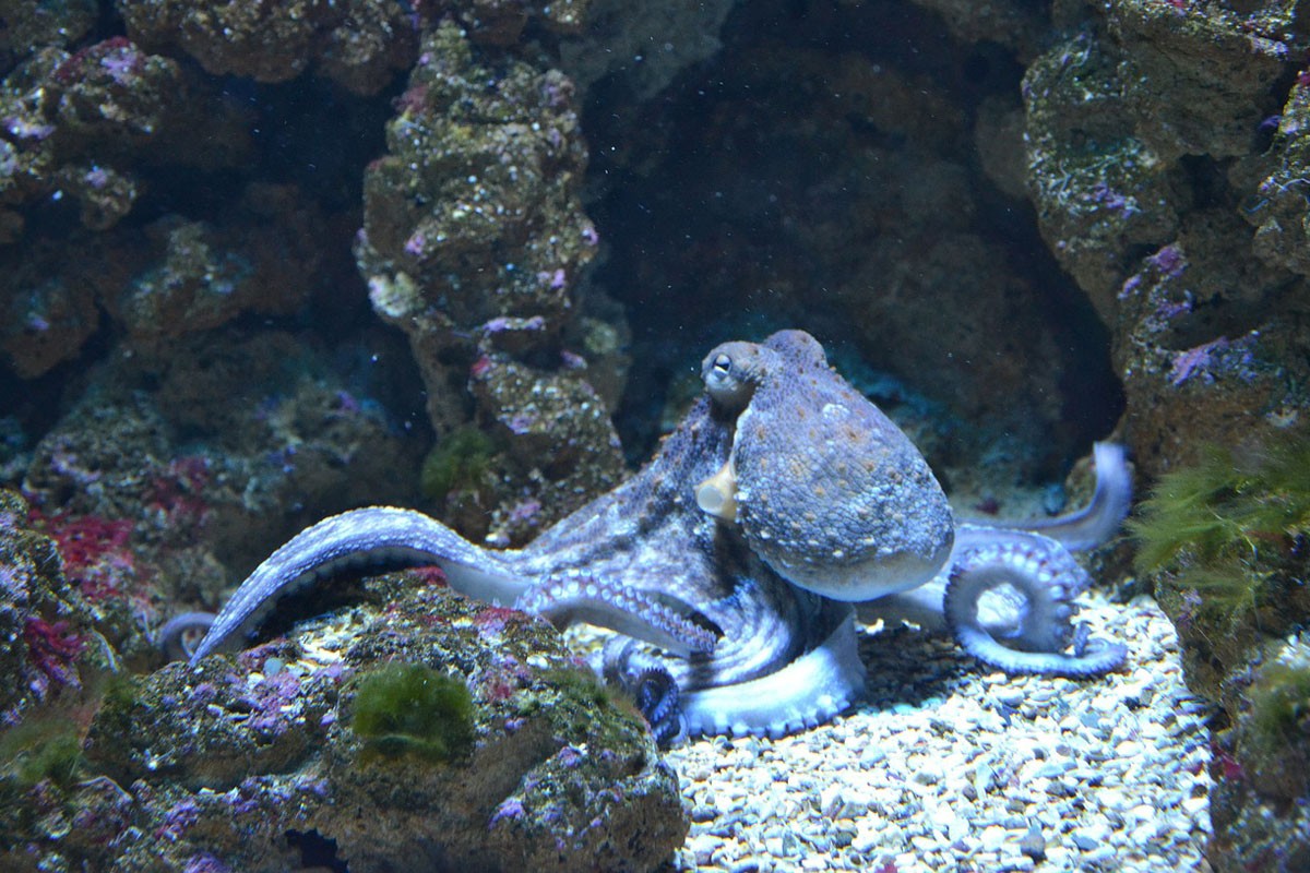 Pomoću hobotnice moguće otkriti razvoj nivoa mora