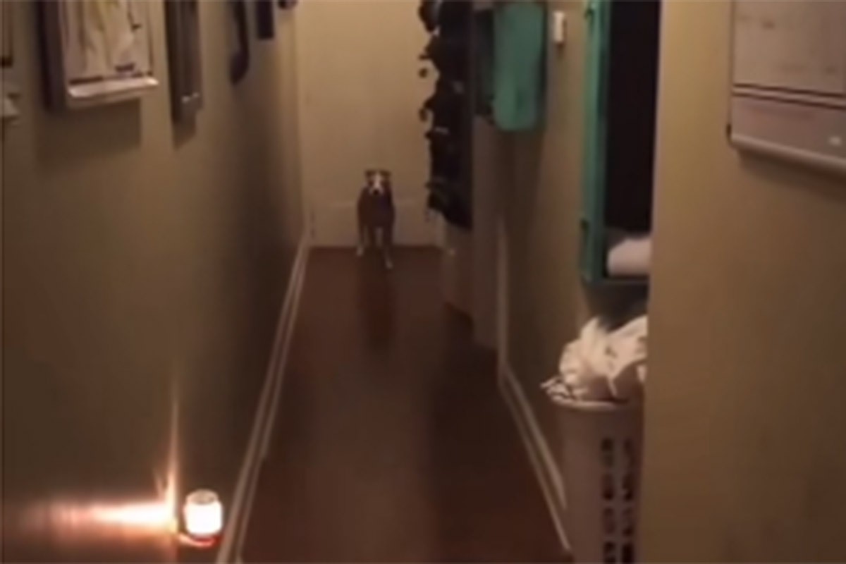 Pogledajte reakciju pas kada mu vlasnik kaže da idu u šetnju (VIDEO)