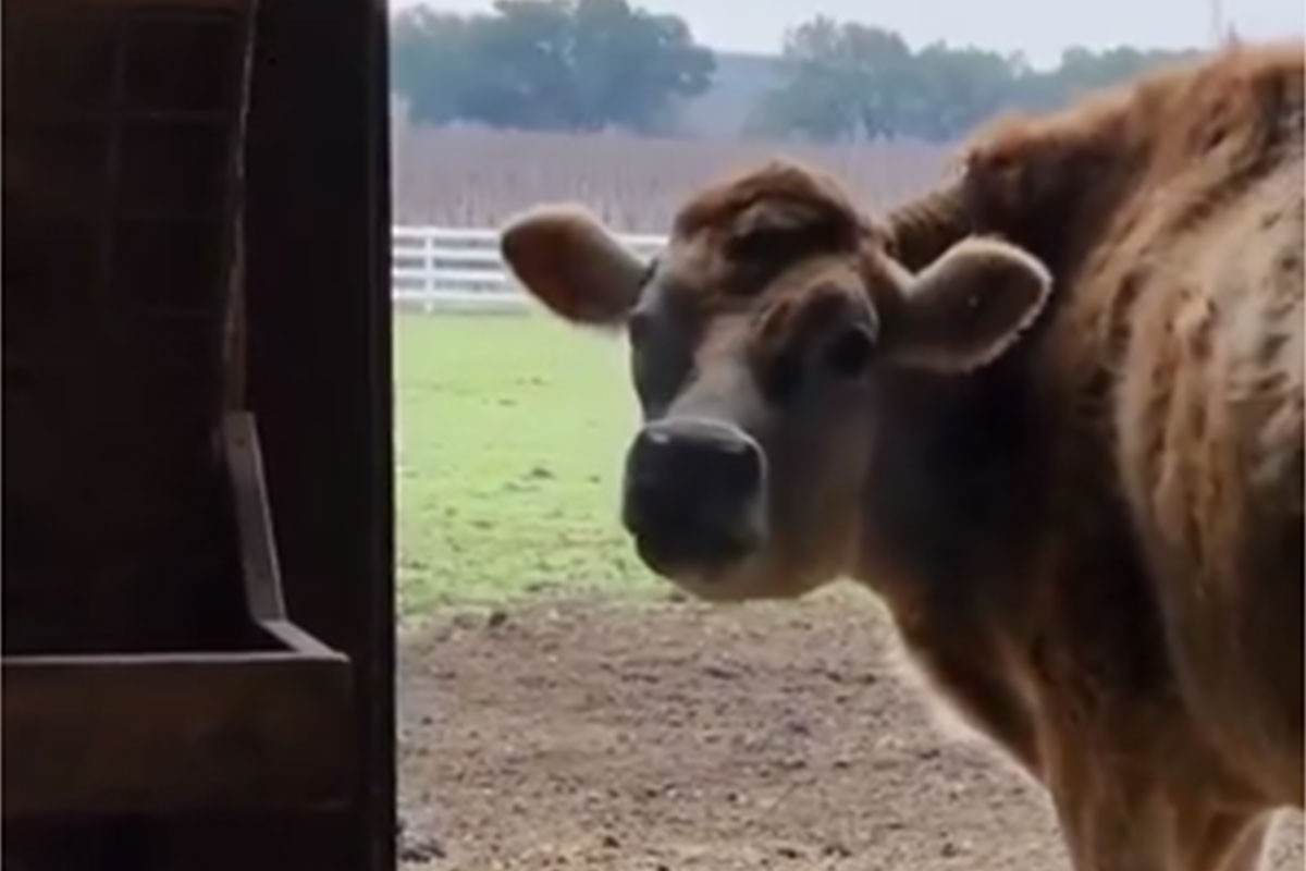 Krava nije htjela prestati mukati, razlog je dirljiv (VIDEO)