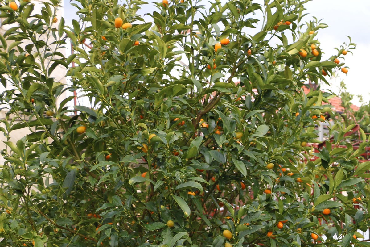 U Trebinju uveliko zri južno voće
