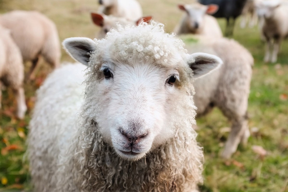 Isplaćeno više od milion KM premije za ovce, koze i duvan