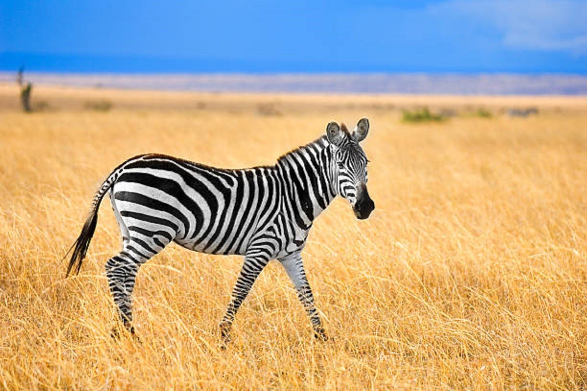 Sada znamo od čega zebru štite crno-bijele pruge