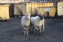 Ovce pobjegle iz klaonice pa lutale gradom (VIDEO)
