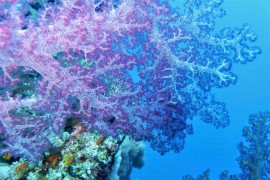 Kako se super korali Crvenog mora odupiru globalnom zagrijavanju