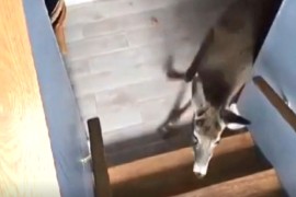 Osumnjičeni provalnik bio uspaničeni jelen (VIDEO)