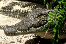 Aligator iz zoo vrta pronađen poslije 20 godina na privatnom imanju