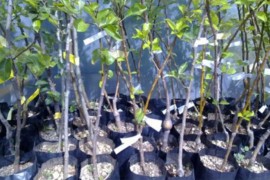 Majevičkim voćarima podijeljeno 5.000 sadnica šljive
