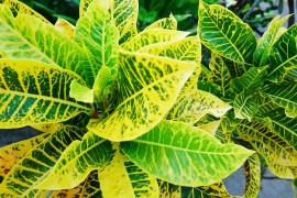 Kroton, sobna biljka impresivnih šarenih listova