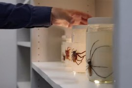 Naučnici otkrili novu vrstu velikog pauka (VIDEO)