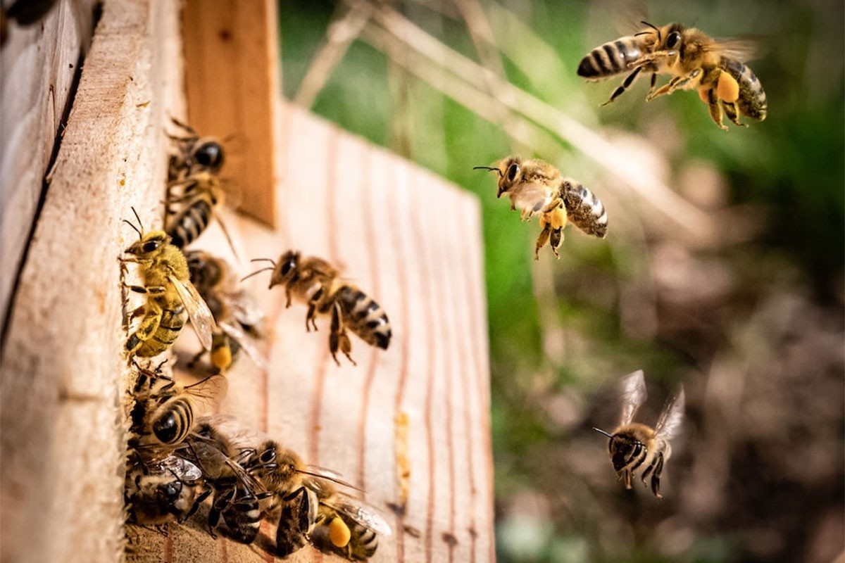 Pčele uče da komuniciraju plesom gledajući starije jedinke