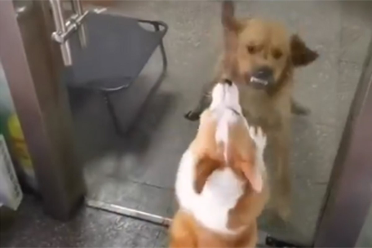 Psi režali i lajali jedan na drugog, a onda su se otvorila vrata (VIDEO)