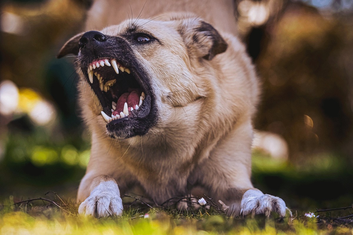 Vlasnički psi napali više građana nego lutalice