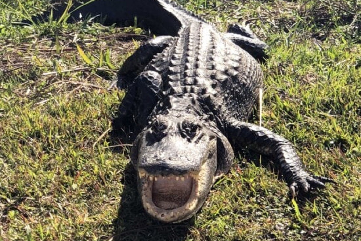 Aligator pronađen na neočekivanom mjestu u kući (VIDEO)