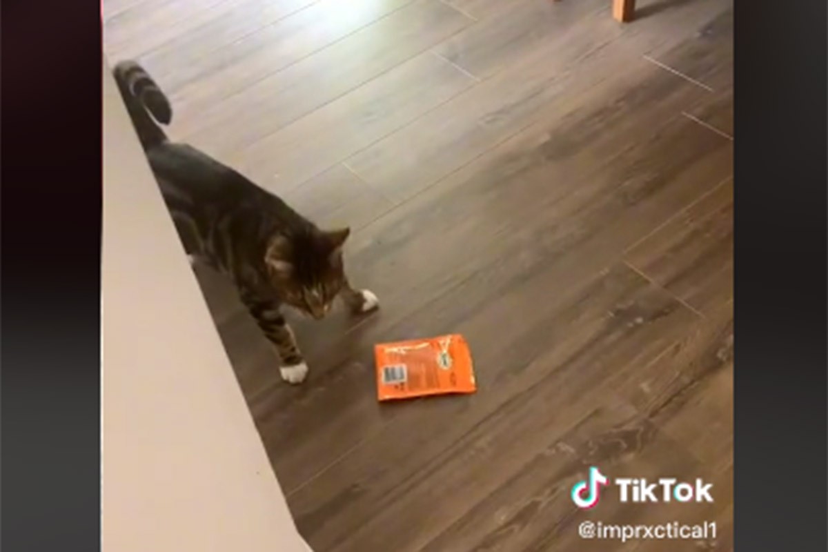 Reakcija mačke koja je uhvaćena u krađi poslastice je neprocjenjiva (VIDEO)