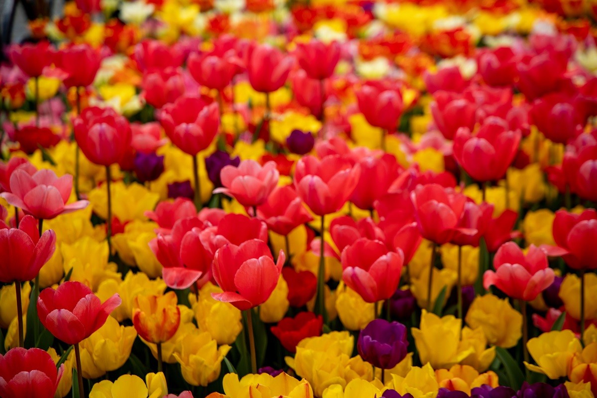 Proljeće u Istanbulu u znaku tulipana (FOTO)