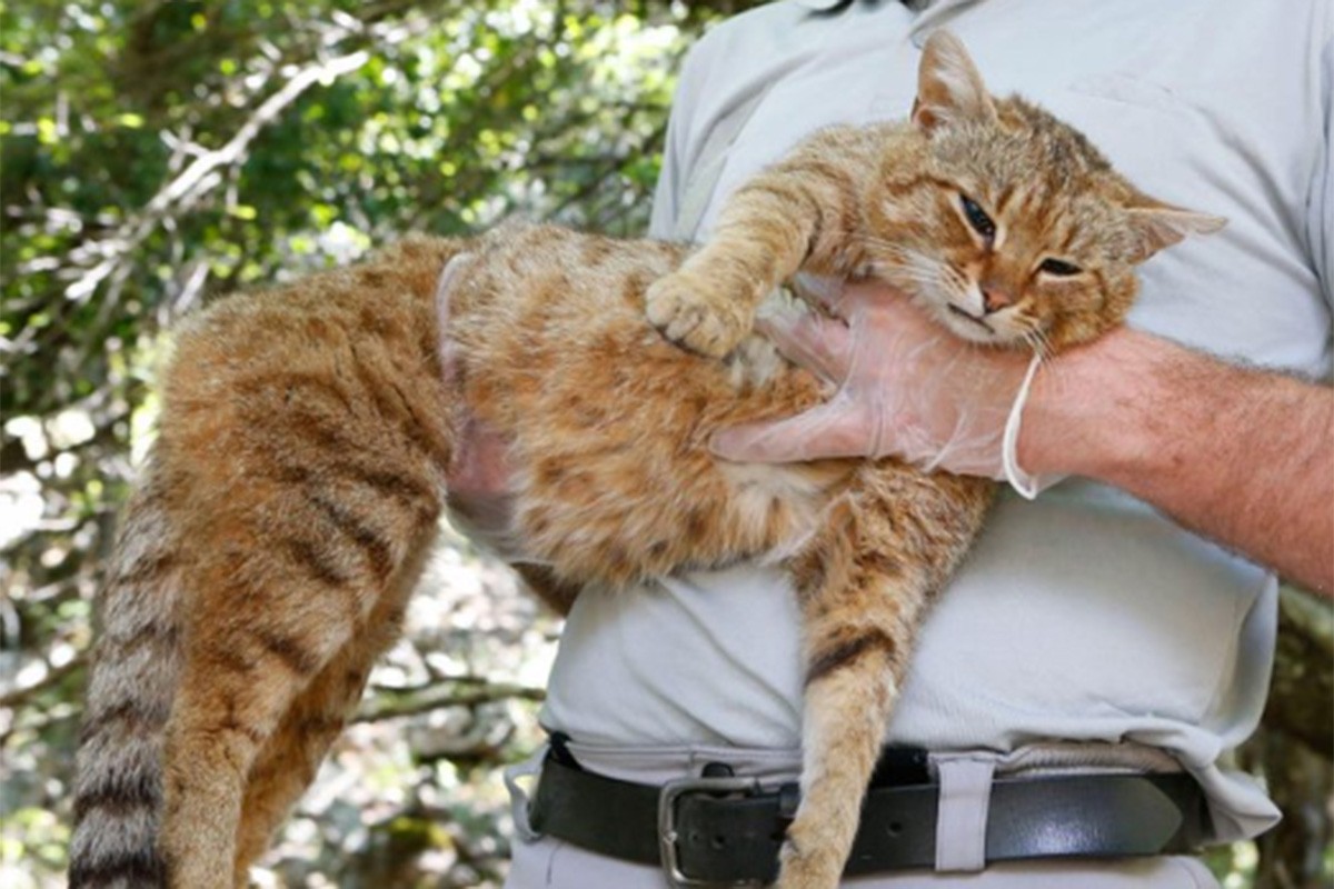 Mačka-lisica je nova vrsta sisara i živi na Korzici