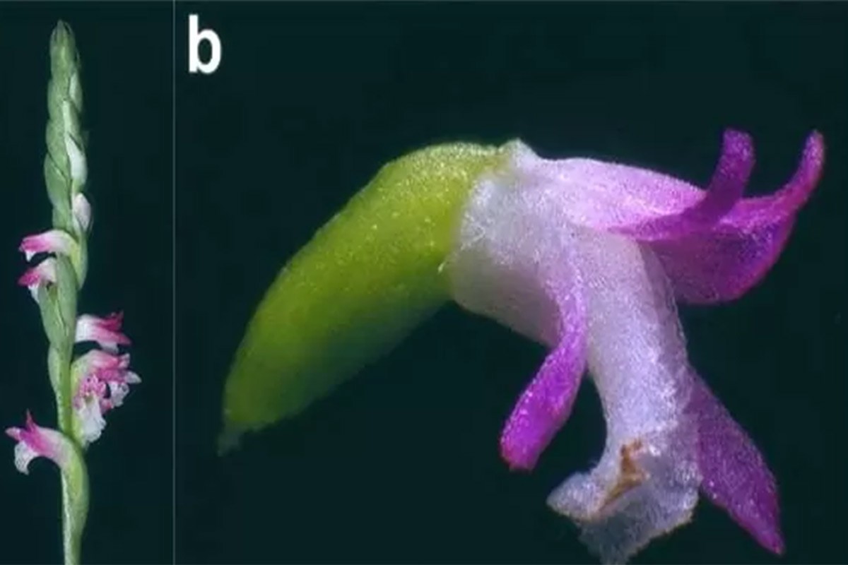 Otkrivena nova vrsta orhideja koja liči na staklo