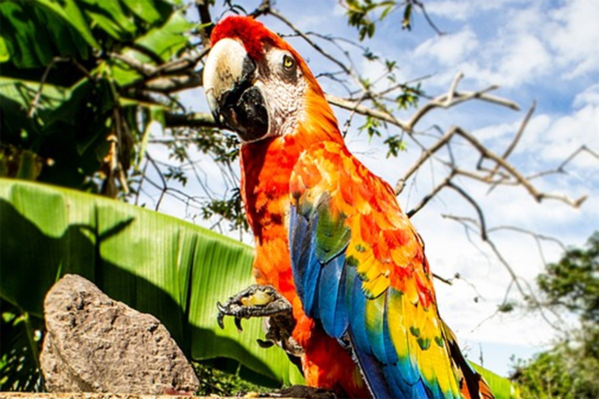 "Svjedočenje" papagaja o ubistvu poslalo optužene na doživotnu robiju
