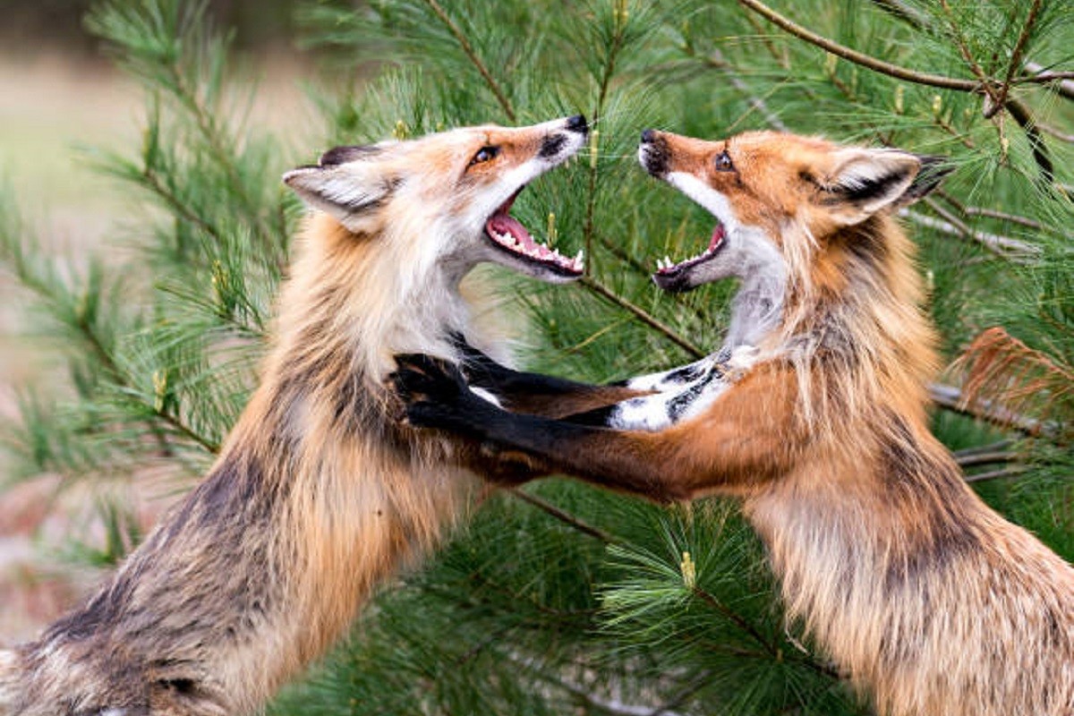 Zarazni "smijeh" dviju lisica postao viralan (VIDEO)