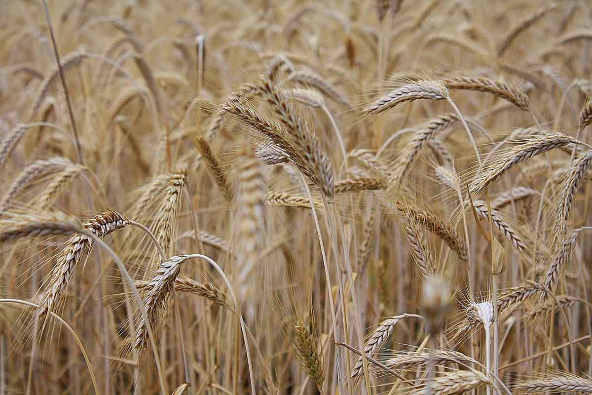 Varšava traži ograničenje uvoza ukrajinskog žita