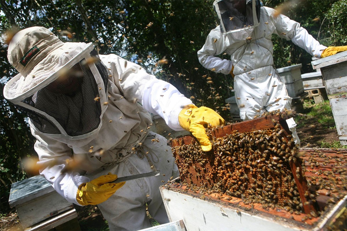 Pčelari sele košnice da bi spasili prinos