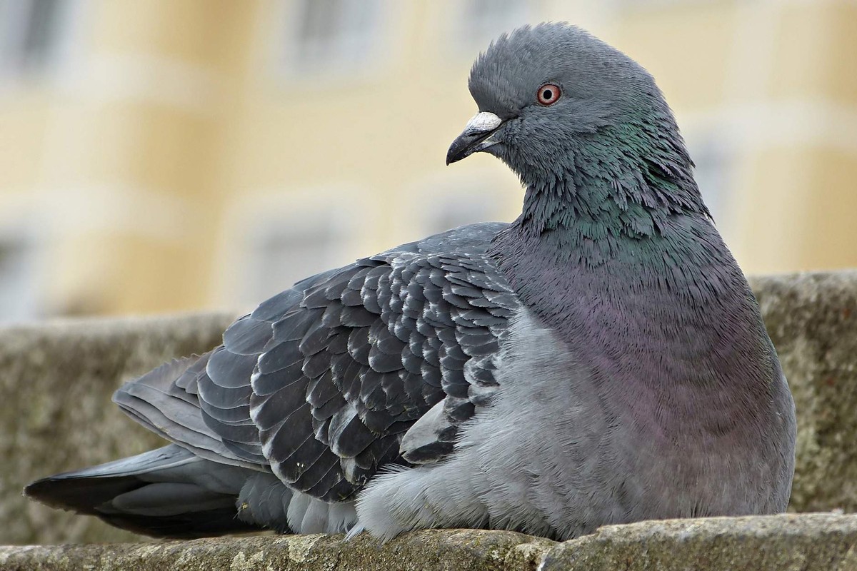 Prva ljudska žrtva od podsoja ptičijeg gripa