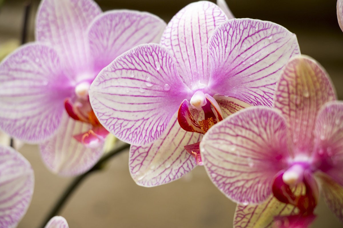 Čime treba zalijevati orhideje kako bi cvjetale