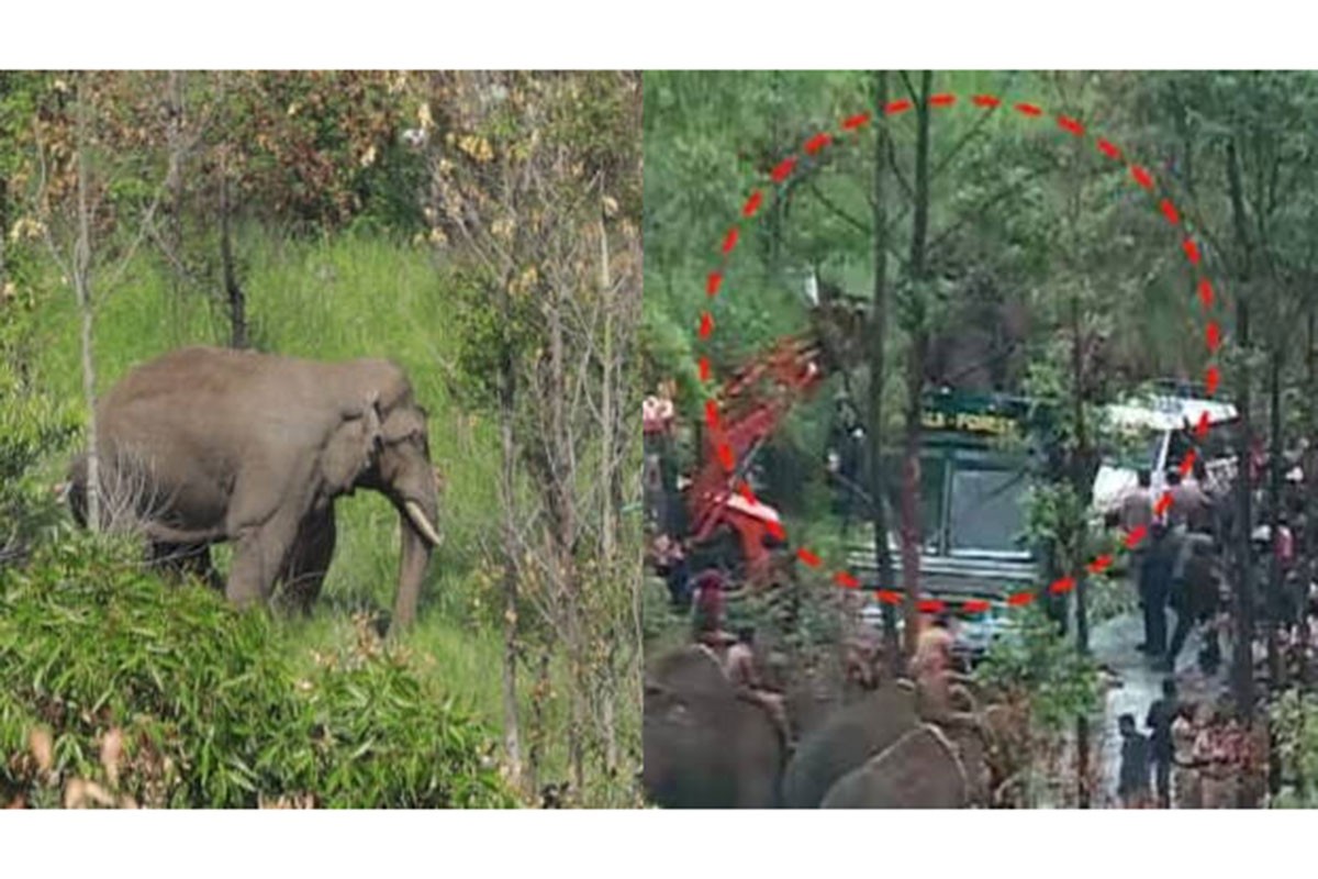 Uhvaćen ozloglašeni slon, ubio najmanje šest ljudi
