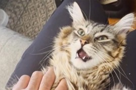 Ovaj mačak voli dramiti kada mu sijeku nokte (VIDEO)