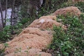 Stotine kilograma špageta okupirale obalu (VIDEO)