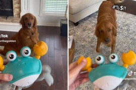 Reakcija psa na novu igračku nasmijala mnoge (VIDEO)