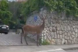 Jelen šetao ulicama grada (VIDEO)