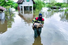Vatrogasac spasio prase iz poplava