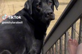 Labrador moli vlasnicu za dopuštenje prije plivanja: "Preslatko"