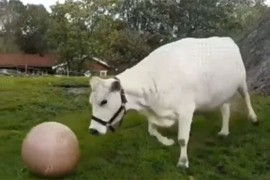 Krava koja se igra sa vlasnicom postala hit: "Pas od dvije tone" (VIDEO)