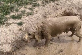 Urnebesna šetnja: Umjesto u jezero pas se bacio u blato (VIDEO)