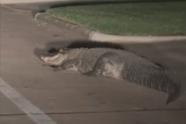Aligator iznenadio sve u predgrađu Hjustona (VIDEO)