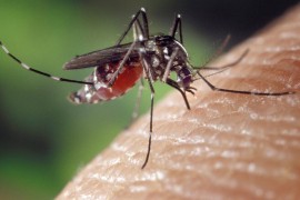 Ovu krvnu grupu najviše vole komarci, a privlače ih i još neke stvari