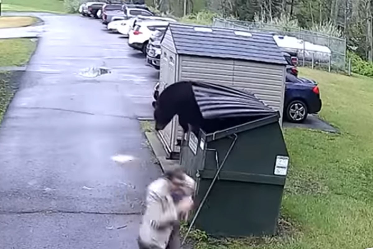 Medvjed iskočio iz kontejnera i uplašio direktora škole (VIDEO)