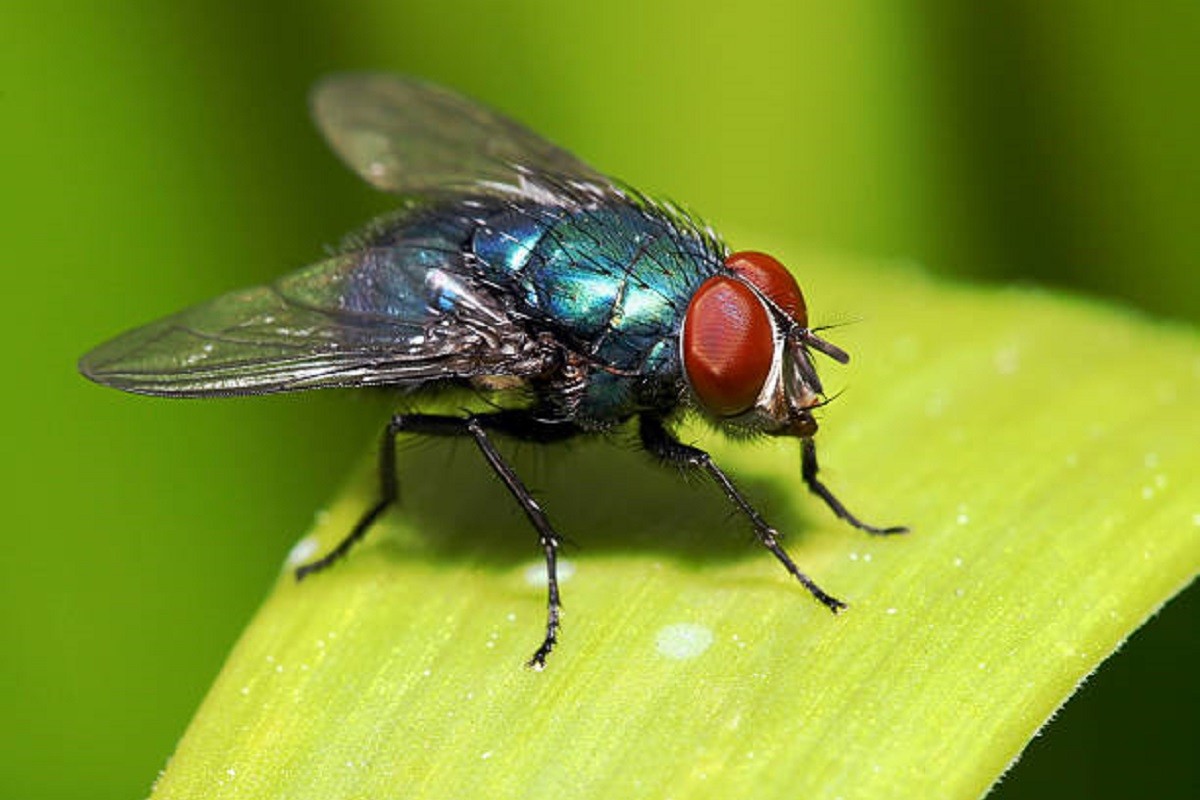Uz ovaj trik otjeraćete muhe bez pesticida
