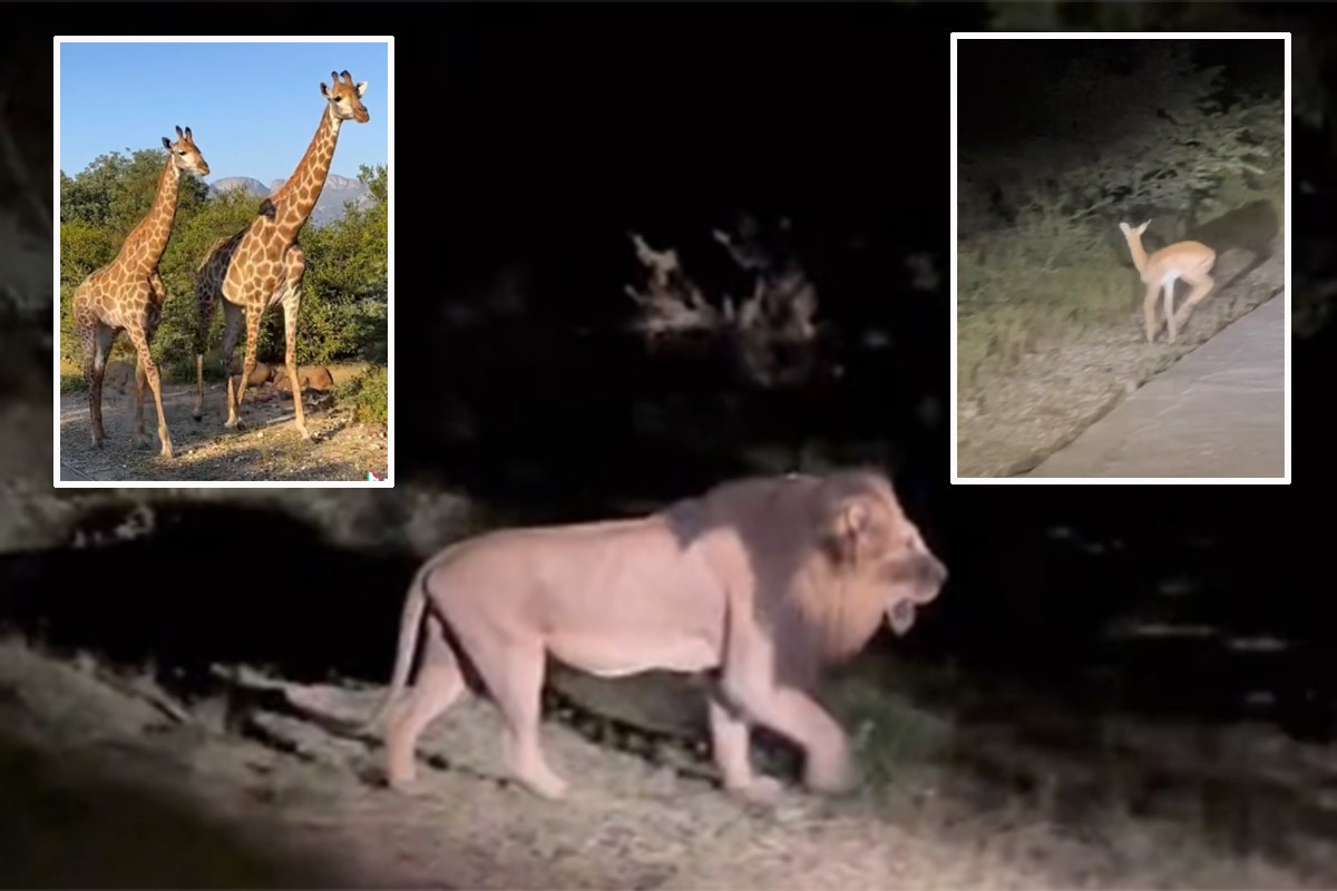 Urnebesno: Afričke životinje hodaju u ritmu hit pjesme (VIDEO)