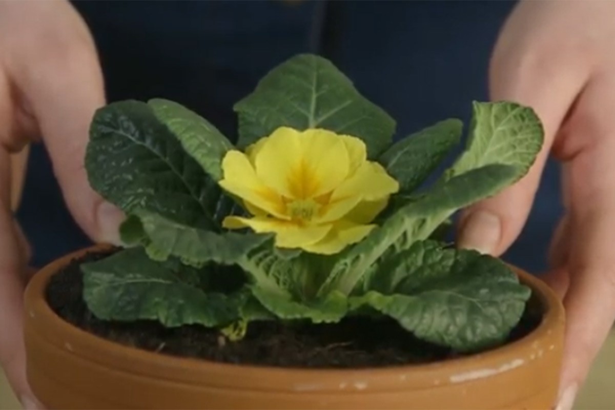 Trik uz koji vam cvijeće neće uvenuti (VIDEO)