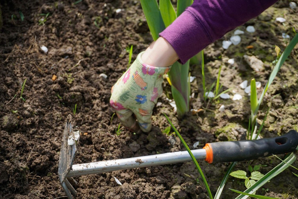 Poprskajte baštu pomoću ovog blaga i gledajte kako buja
