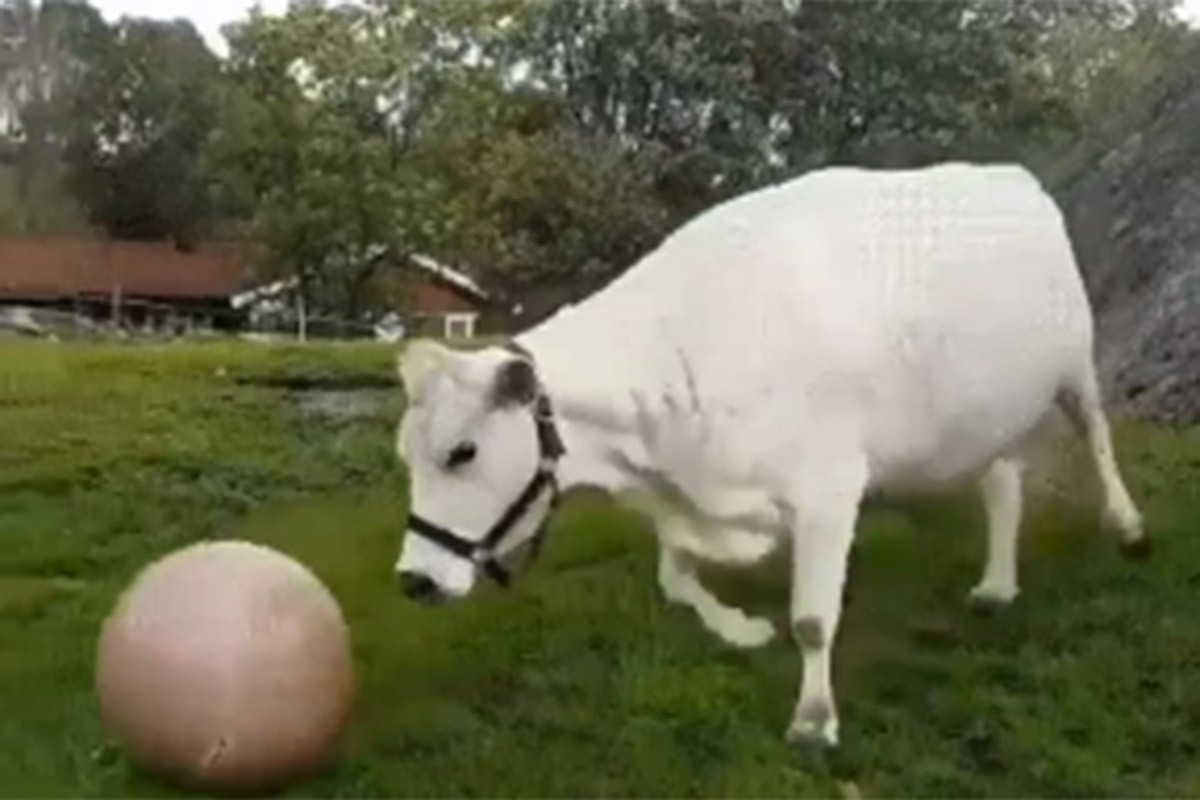 Krava koja se igra sa vlasnicom postala hit: "Pas od dvije tone" (VIDEO)