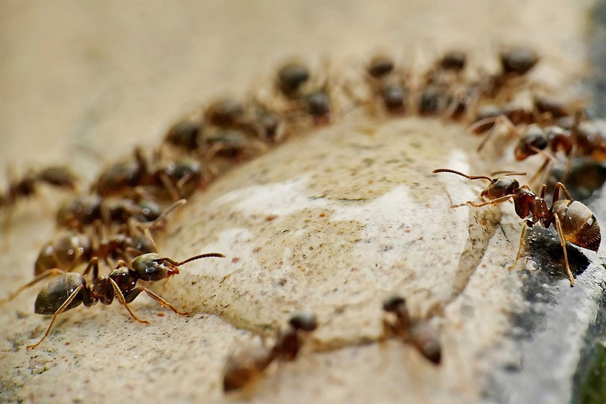 Lak način da se riješite mrava: Napravite jeftin i efikasan rastvor